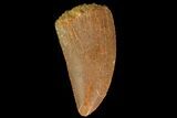 Serrated, Raptor Tooth - Real Dinosaur Tooth #179593-1